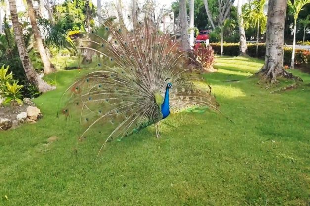 Pavo real en Punta Cana